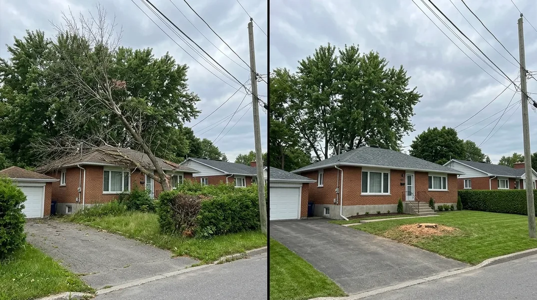 Permis d'abattage d'arbre à Terrebonne : ce que le règlement municipal exige