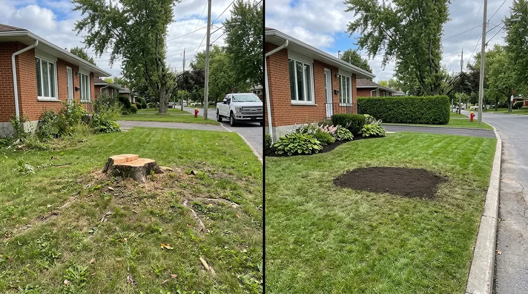 Choisir un arboriculteur certifié à Terrebonne : les vérifications à faire