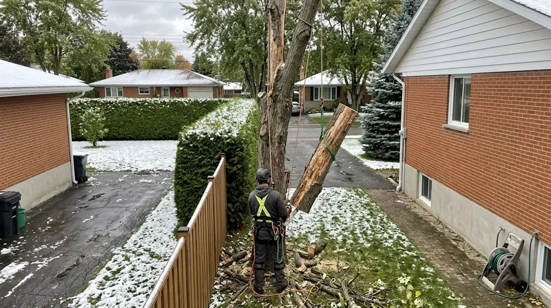 Abattage de frêne Terrebonne